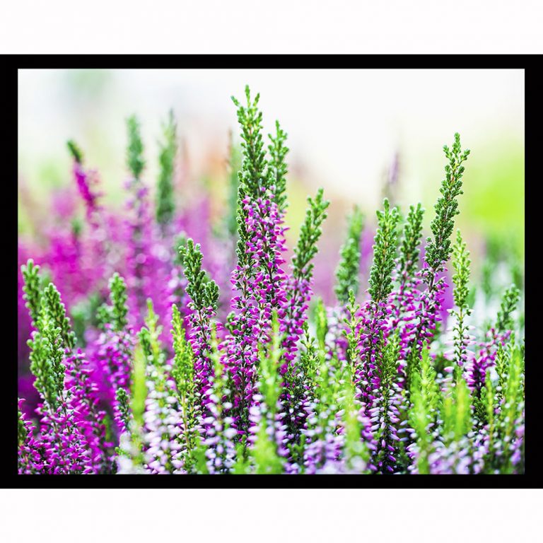 Heather Elizabeth NL056 Brocato Night Light main image 1